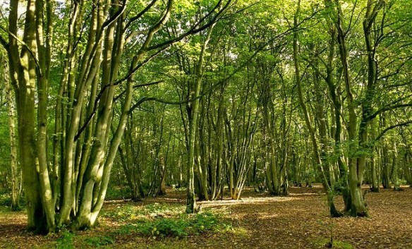 autumn wood 2017-09-28 02