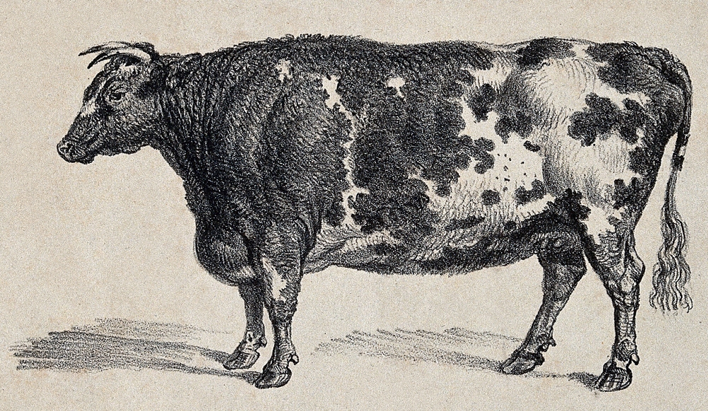 An illustration dating from 1804 of a Shorthorn Cow. The Cow is standing, and facing towards the left side of the image. In black on a buff background.