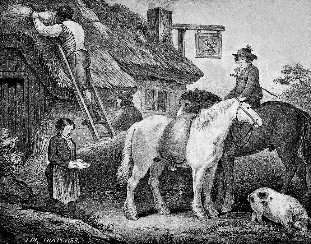 An old, undated illustration of a thatcher at work. The thatcher, standing on a ladder, is adding material to the thatched roof of a small dwelling which has a smoking chimney and a sign, with a picture of bird on it, outside.. Another man stands next to the ladder. Two horses stand close by, a white horse with a bag on its back, and a darker horse behind it, with a rider. A boy wearing an apron is approaching the horses, holding a bowl. There is also a pig, at the bottom right of the image. A monochrome image, bearing the title "The Thatcher."